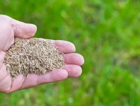 园丁告诉最佳时间播种草籽发光的草坪明年春天